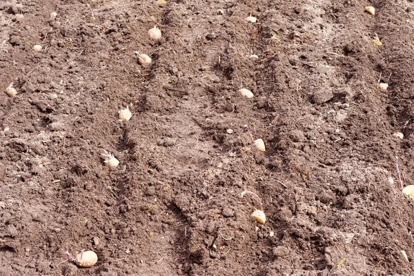 Sprouting seed potatoes to be burried in garden — Stock Photo, Image