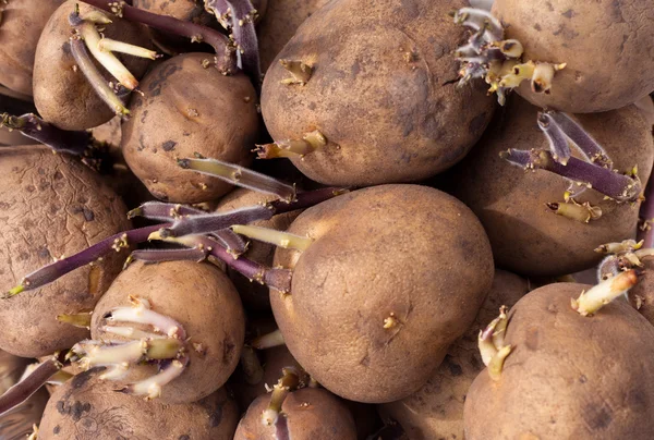Фон проростання картоплі насіння Юкону — стокове фото