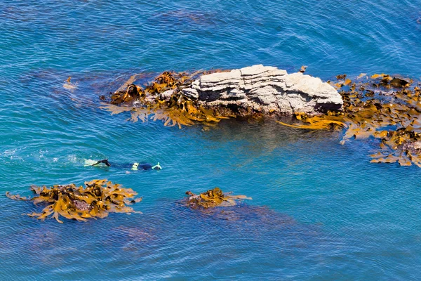 Сноркеллер в океане между скалами и ламинарием — стоковое фото