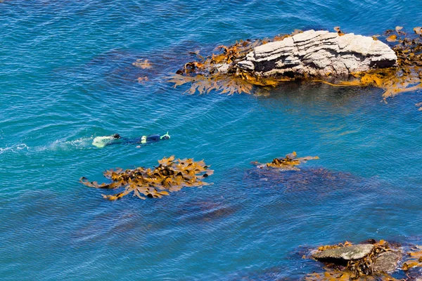 Snorkeller en el océano entre rocas y algas toro —  Fotos de Stock
