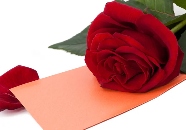 Rose and gift card — Stock Photo, Image