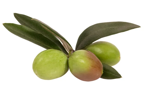 Tre olive su ramo — Foto Stock