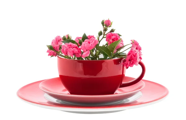 Kahve bardakları ile pembe güller — Stok fotoğraf