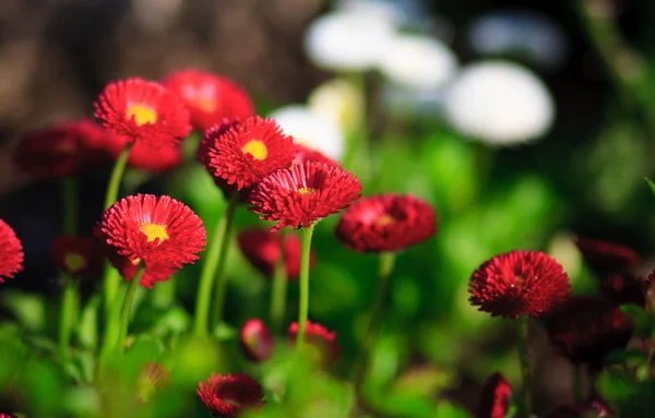 Kırmızı ve beyaz çiçekler — Stok fotoğraf