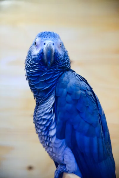 Parakeet collection — Stock Photo, Image