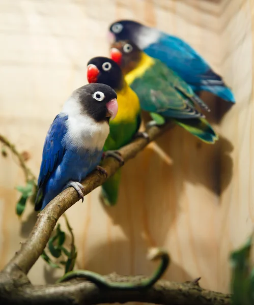 Коллекция попугая — стоковое фото