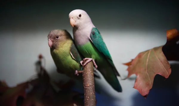 Коллекция попугая — стоковое фото