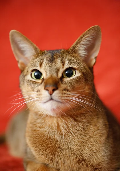 고양이의 왕 — 스톡 사진