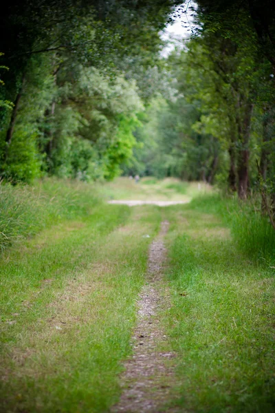 yeşil bir ortamda güzel bir düz yol