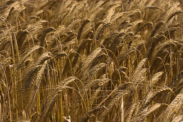 Erntereifes gelbes Getreide auf einem Feld — Stockfoto
