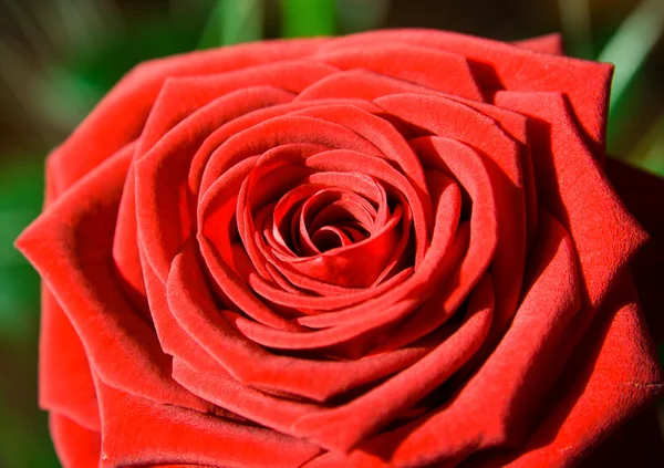 Flower: red rose as postcard for example — Stock Photo, Image
