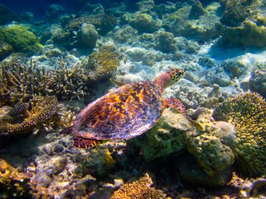 Hawksbill Turtle swiming like flying clipart