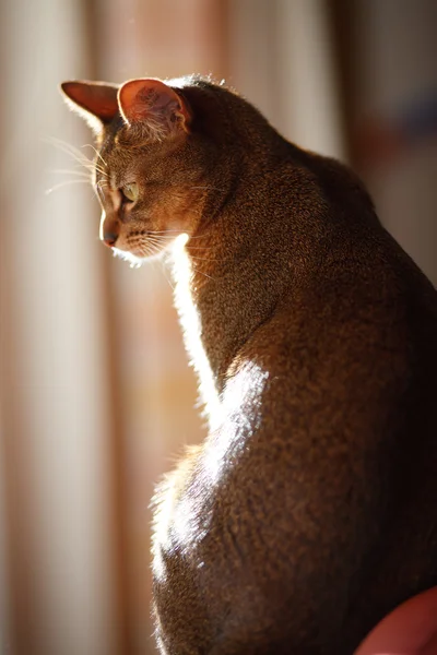Král koček — Stock fotografie