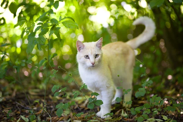 stock image King of Cats