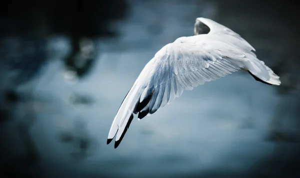 Pájaro volador — Foto de Stock