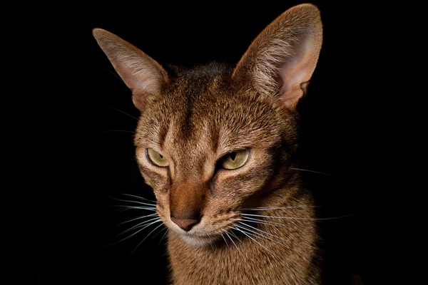 Король кошек — стоковое фото
