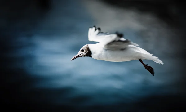 Ptak pływający — Zdjęcie stockowe