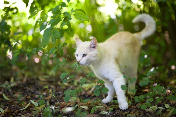 stock image King of Cats