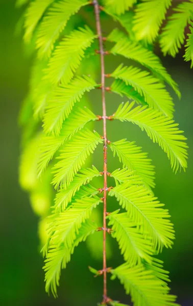 Nice leaf in natur — Stock Photo, Image