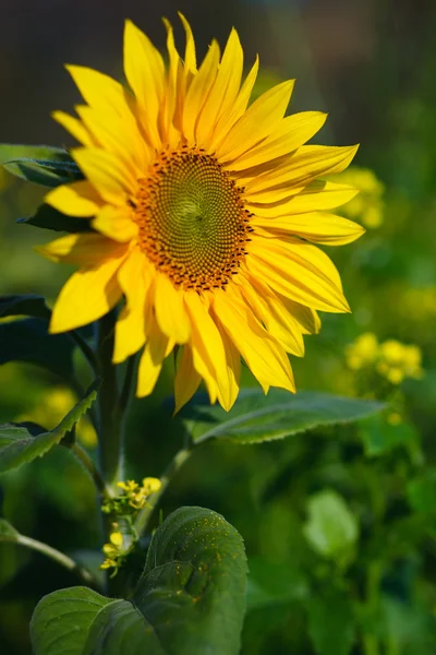 Natural flower in natur — Stockfoto