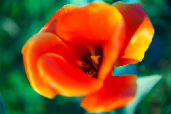 Doğal çiçek natur — Stok fotoğraf