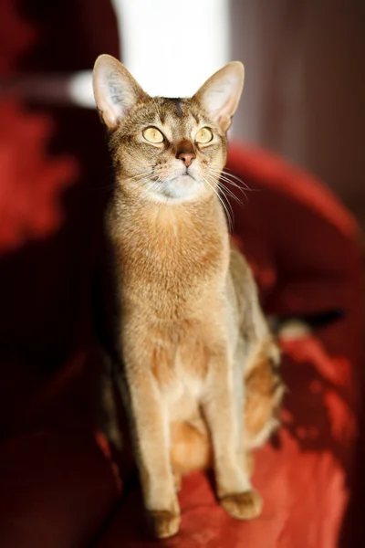 Król kotów — Zdjęcie stockowe