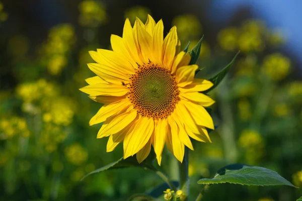 Přírodní květina v natur — Stock fotografie