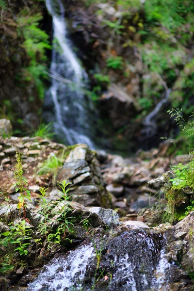 Cascade in black forest — Stock Photo, Image