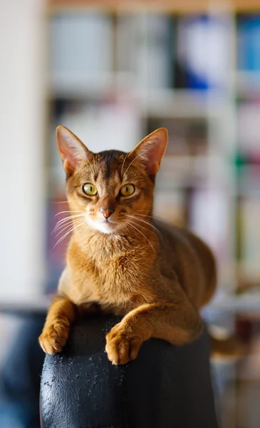 Абиссинская кошка — стоковое фото