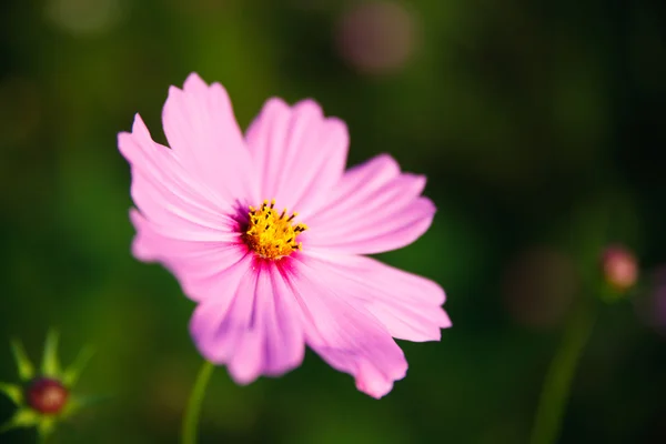 Natürliche Blume in natur — Stockfoto