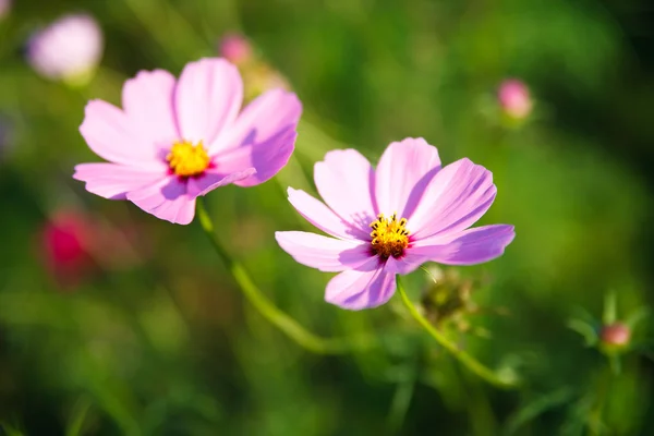 Naturliga blomma i natur — Stockfoto