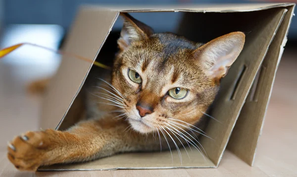 stock image King of Cats