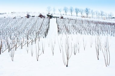 Tuscany: wineyard in winter clipart