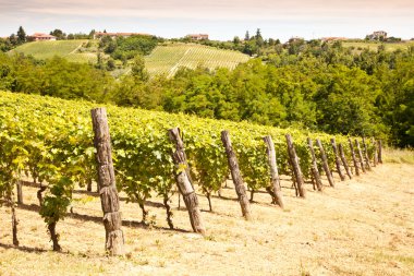 Italy - Piedmont region. Barbera vineyard clipart