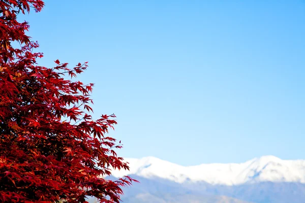 Alpler geçmişi olan Kızıl ağaç — Stok fotoğraf