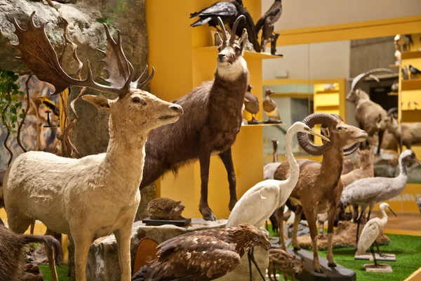 Naturaleza Museo interior — Foto de Stock