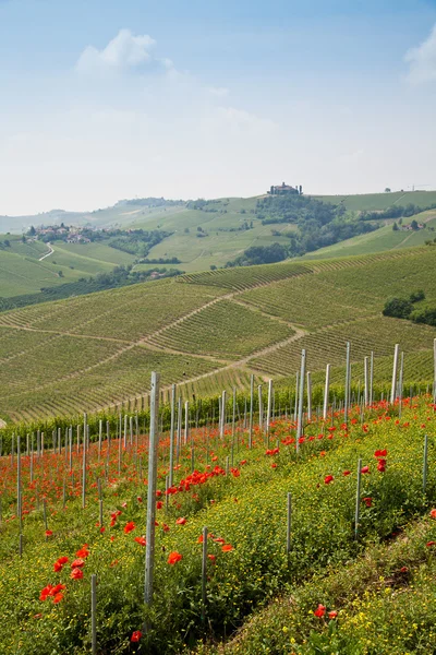 Виноградник Тосканы — стоковое фото