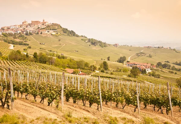 Vinhedo da Toscana — Fotografia de Stock