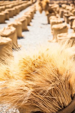 Wheat during a sunny day clipart