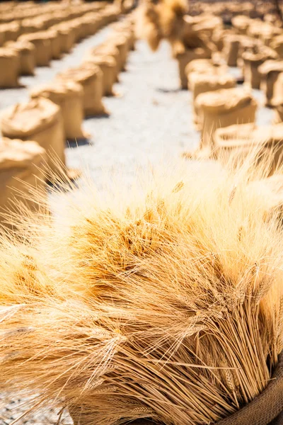 Пшениця під час сонячного дня — стокове фото