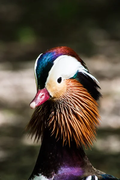 stock image Mandarin Duck