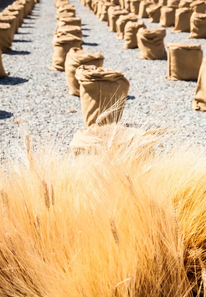 Olgun yaz buğday — Stok fotoğraf