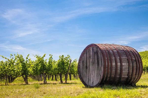 Виноградник Тосканы — стоковое фото