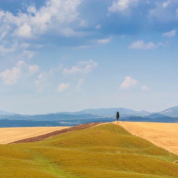 Land in Toscane — Stok fotoğraf