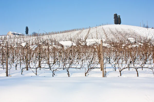 Toszkána: szőlőhegy télen — Stock Fotó