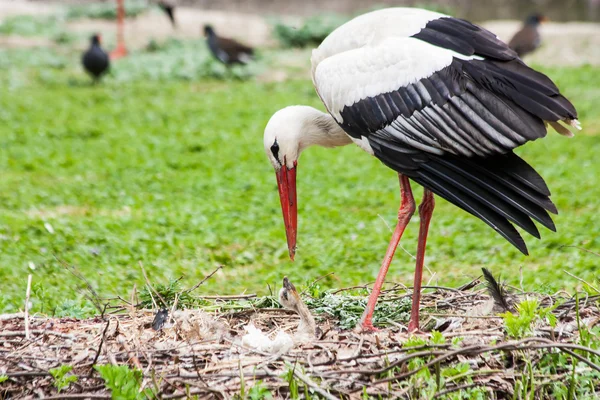 Mother stork feeding its youngs — Stock Photo, Image