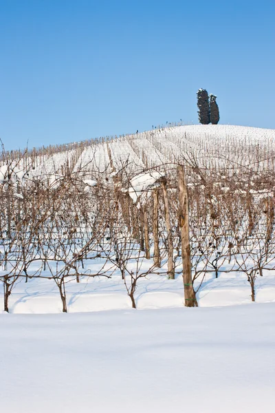 Tuscany: wineyard in winter — Stock Photo, Image