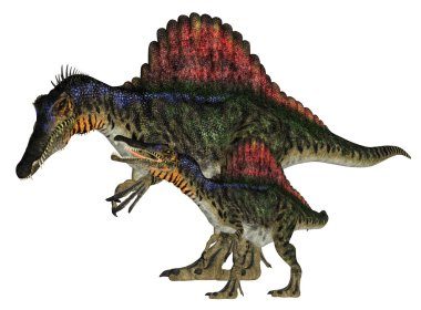 Yetişkin ve genç spinosaurus