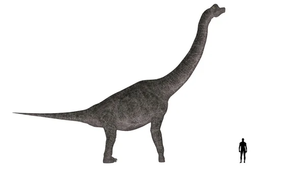ブラキオサウルスの大きさの比較 — ストック写真