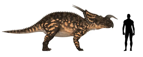 Einiosaurus boyut karşılaştırma — Stok fotoğraf